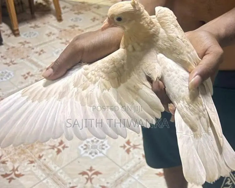Pigeons