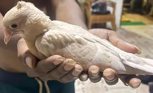 Pigeons