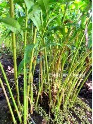 ஏலக்காய்ச் செடி
