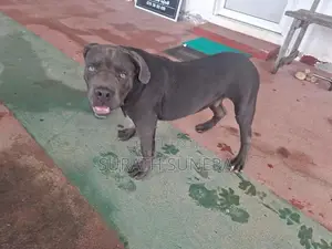 American Bully XL Dog