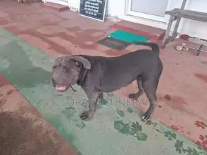 American Bully XL Dog