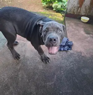 American Bully XL Dog