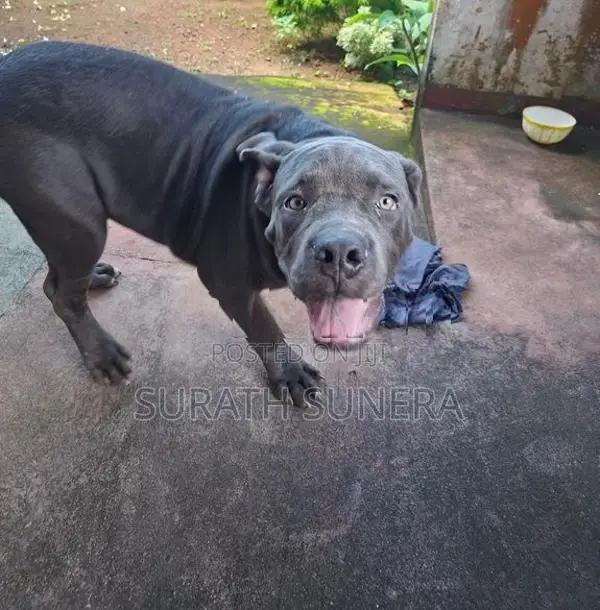 American Bully XL Dog