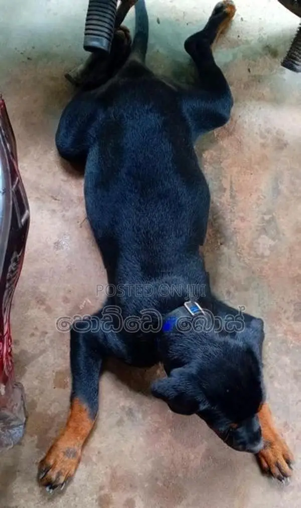 Rottweiler Female Puppy