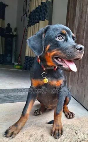 Rottweiler Female Puppy