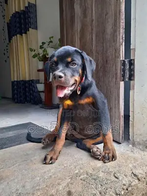 Rottweiler Female Puppy