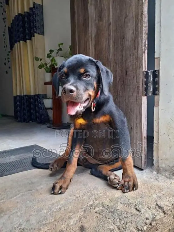 Rottweiler Female Puppy