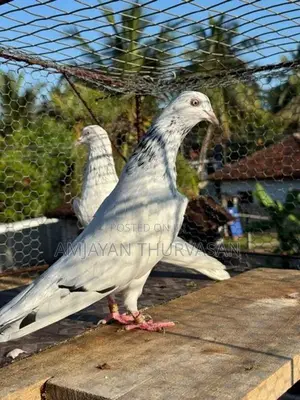 Pigeons