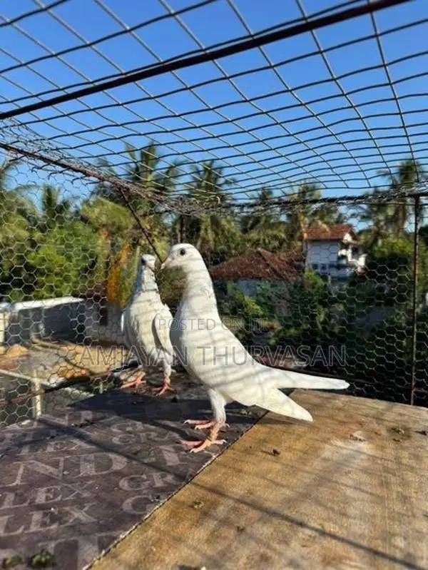 Pigeons