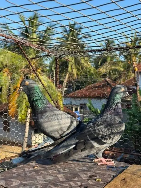 Pigeons