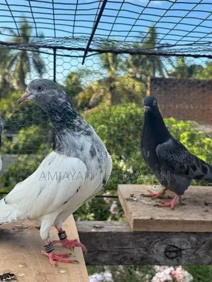 Pigeons