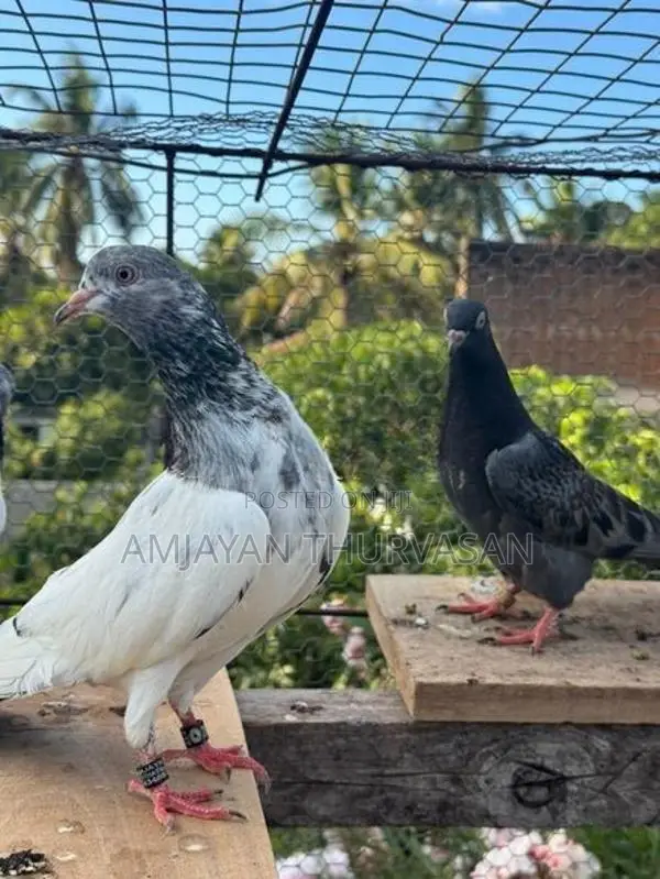 Pigeons