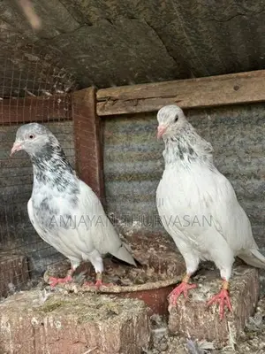 Pigeons