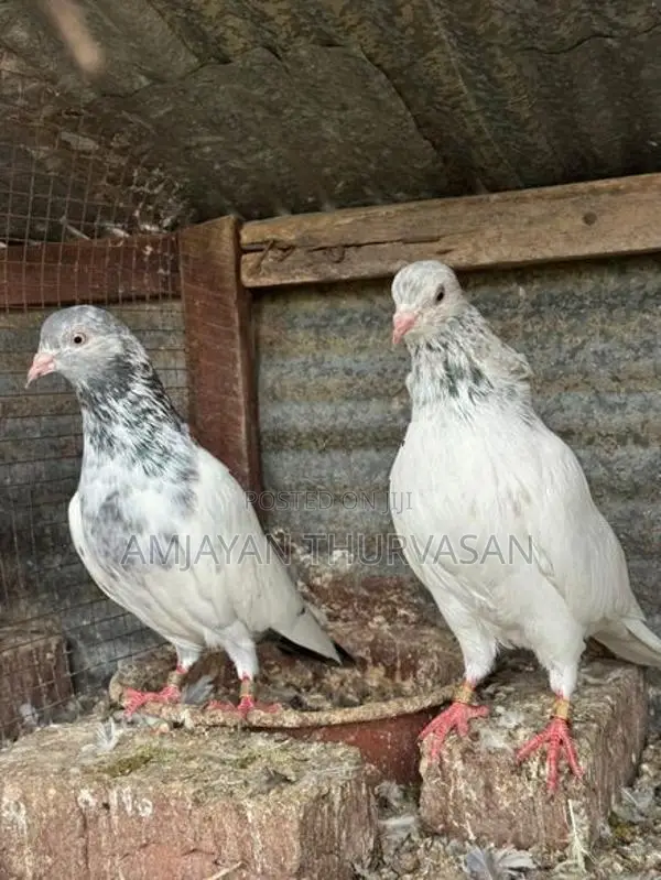 Pigeons