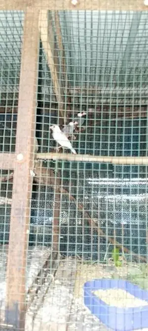 Java Birds