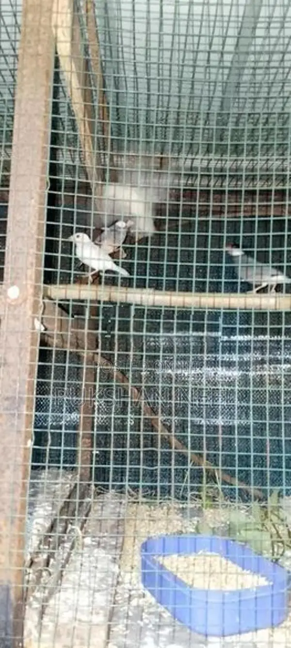 Java Birds