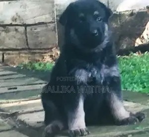 German Shepherd Puppies