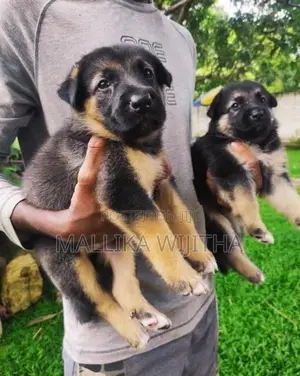 German Shepherd Puppies