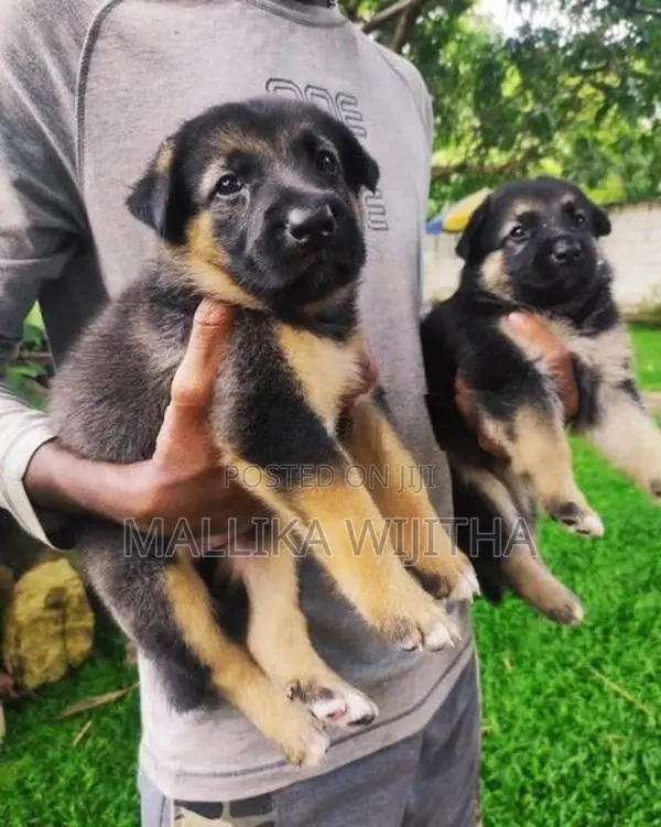 German Shepherd Puppies