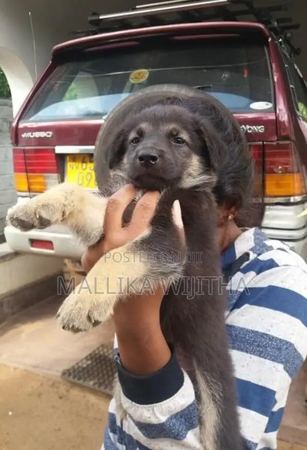 German Shepherd Puppies