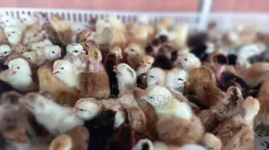 ගම් කිකිළි පැටවුන්