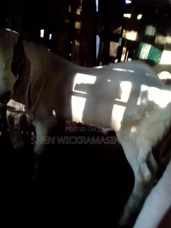 මාස 6 හමාරයි හොදටම ඉන්නවා සතා