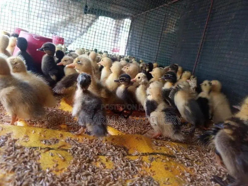 තාර පැටවුන්