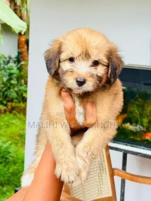 Tibetan Terrier