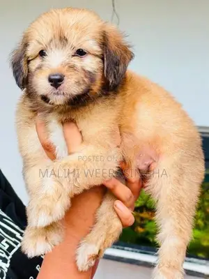 Tibetan Terrier