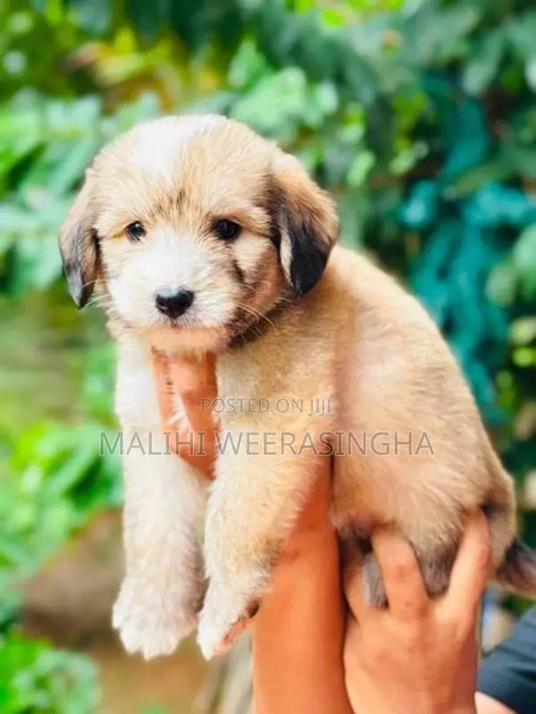Tibetan Terrier