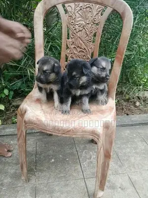German Shepherd Puppy