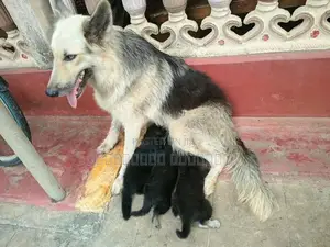 German Shepherd Puppy