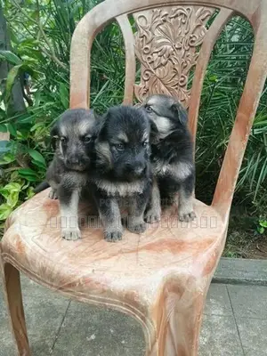 German Shepherd Puppy