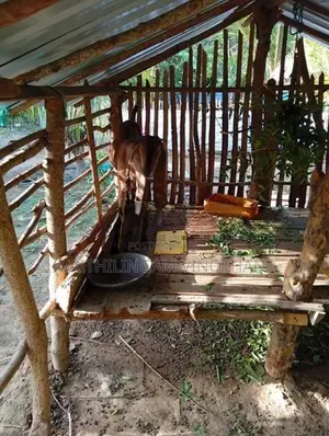 சினை மறி ஆடுகள்