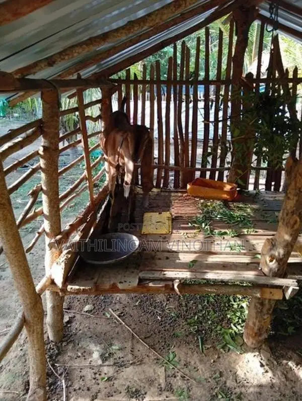 சினை மறி ஆடுகள்