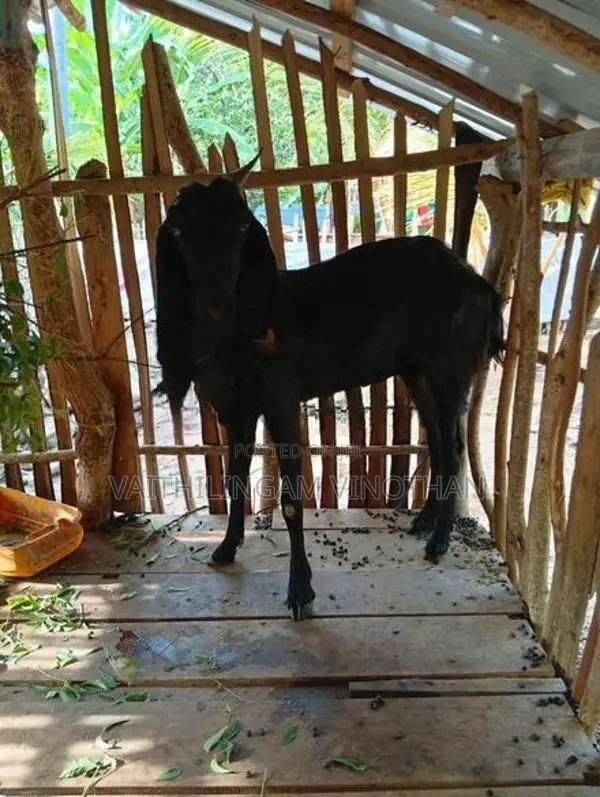 சினை மறி ஆடுகள்