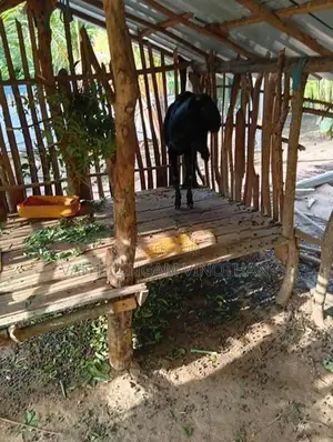 சினை மறி ஆடுகள்