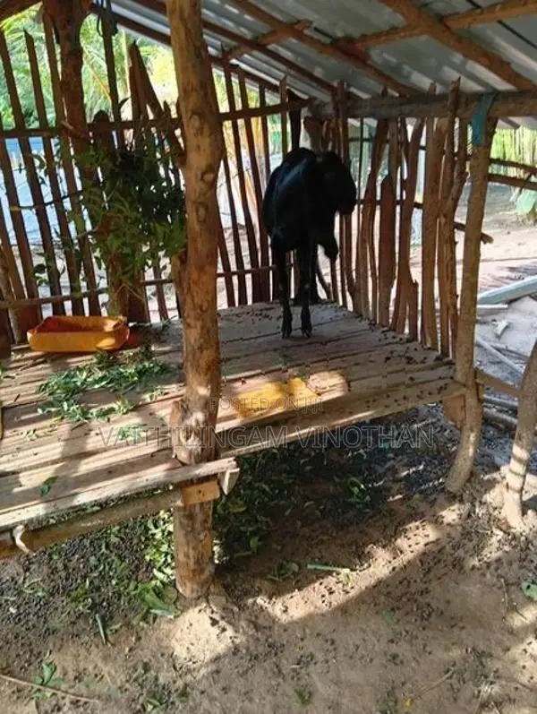 சினை மறி ஆடுகள்