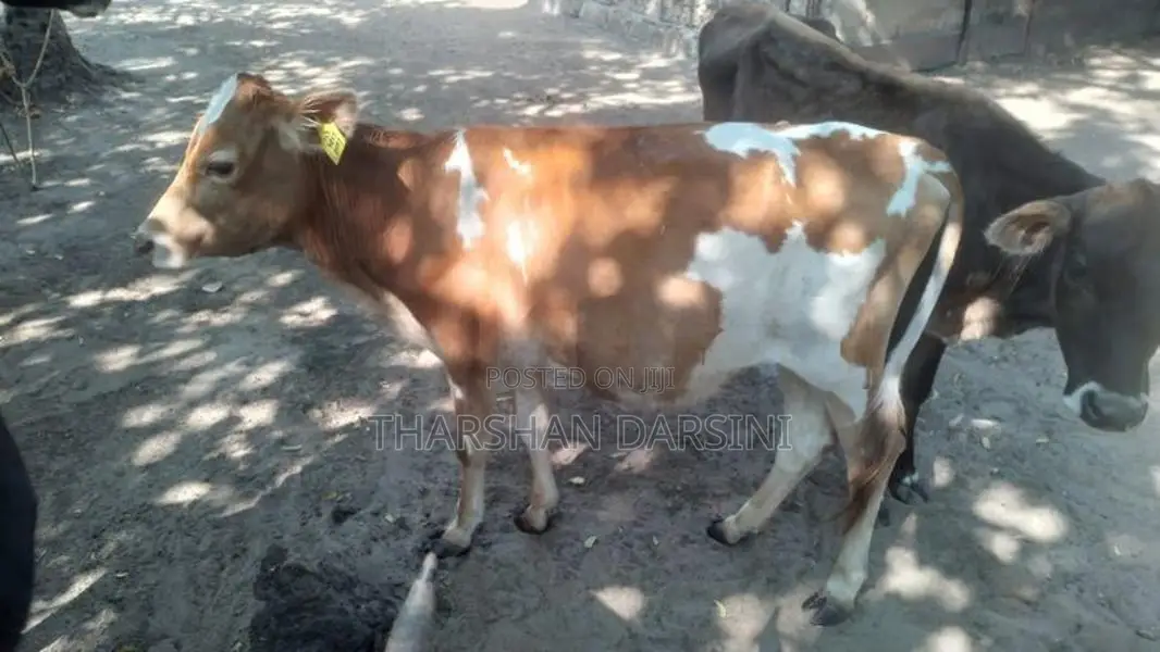 Cow Male