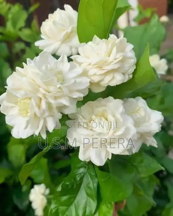 රෝස පිච්ච පැල