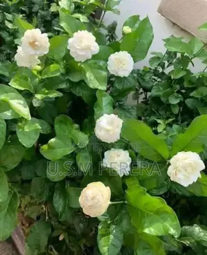 රෝස පිච්ච පැල