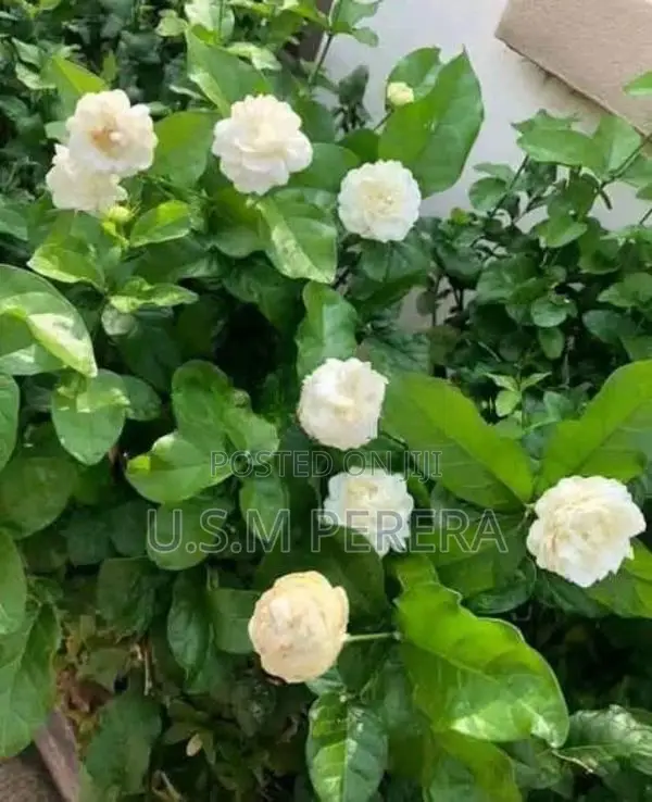රෝස පිච්ච පැල