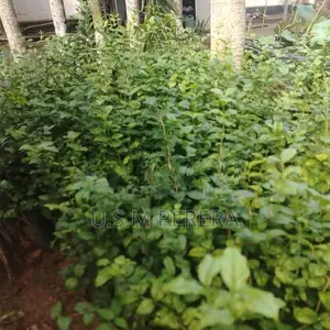 රෝස පිච්ච පැල