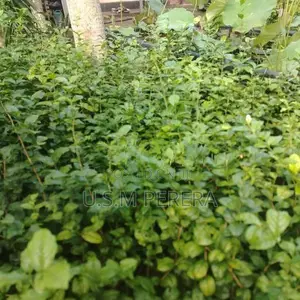 රෝස පිච්ච පැල