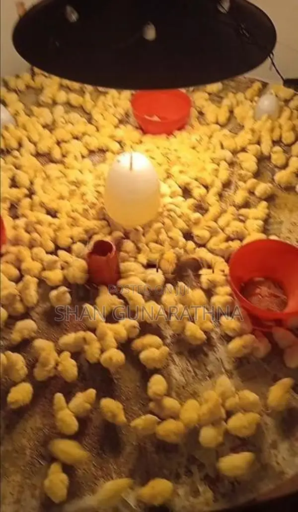 Livestock