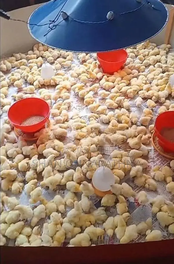 Livestock