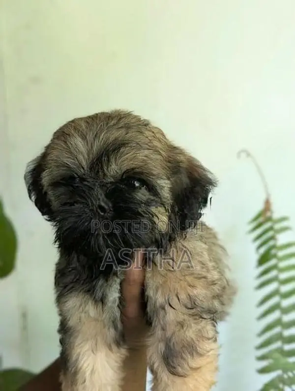 Russian Shih-Tzu Female Puppy