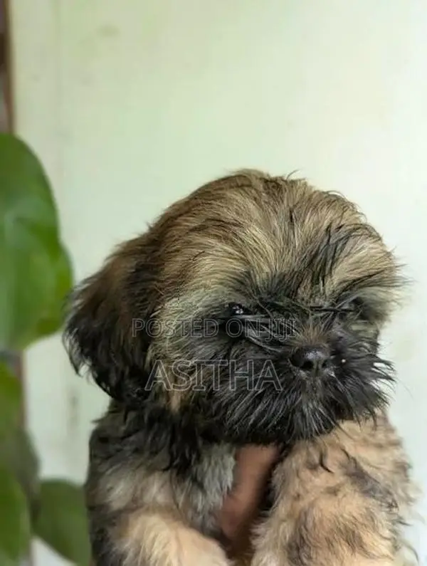 Russian Shih-Tzu Female Puppy