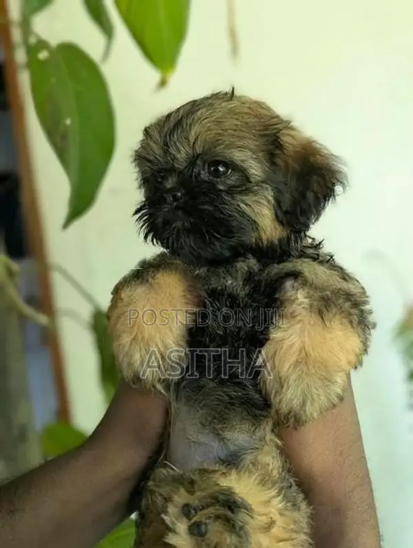 Russian Shih-Tzu Female Puppy