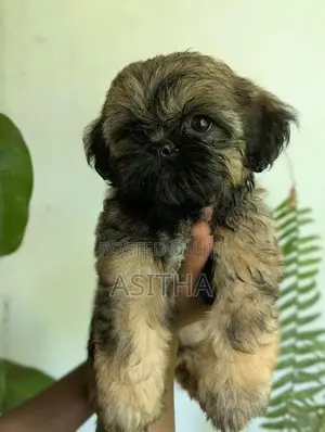 Russian Shih-Tzu Female Puppy
